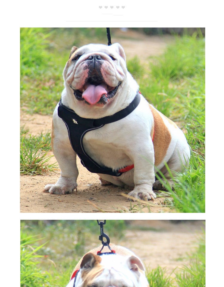 Dog Walking Leash and Collar Set