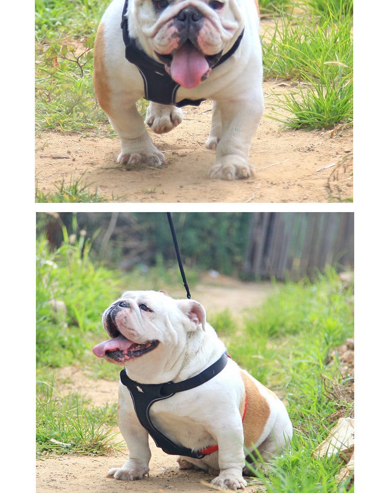 Dog Walking Leash and Collar Set