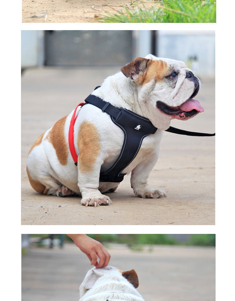 Dog Walking Leash and Collar Set
