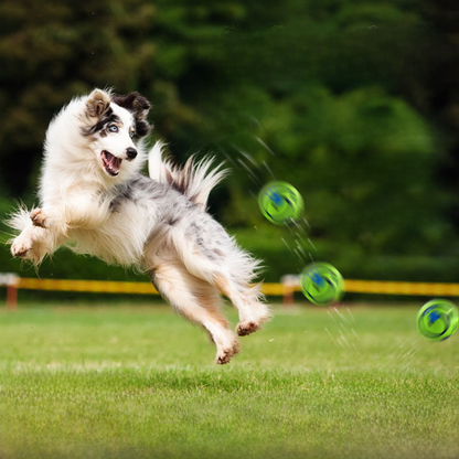 Sound-Making Dog Ball | Roll, Chase & Shared Play